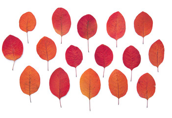 Bright autumn leaves pattern on a white background