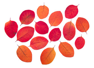 Many colorful  autumn leaves pattern on a white background