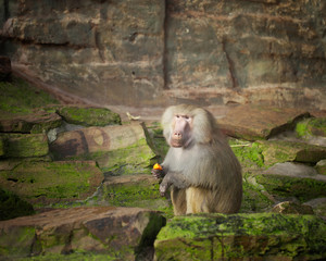 Hamadryas baboon eating a fresh fruit in a open woodland