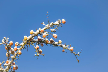 Tree full of apples remained to winter. Tree branches with apples are covered with snow.
