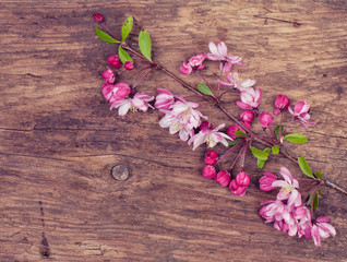 Bunch of apple flowers on a rough wooden background