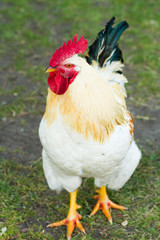 white cock with red comb