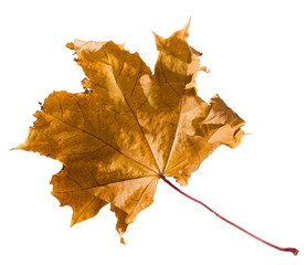 autumn maple leaf