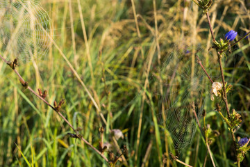 Spider web with morning dew. Slovakia