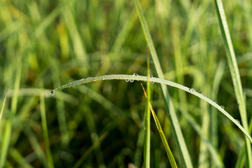 Morning dew droplets on grass. Slovakia