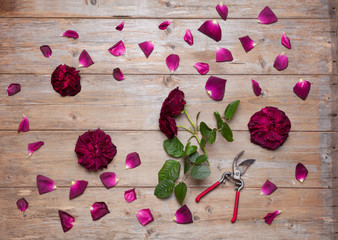Beautiful garden roses next to garden secateurs on wooden table