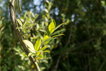 Green leaves. Slovakia