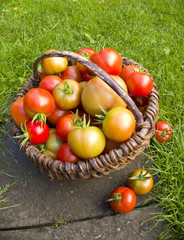 tomatoes in a wicker basket in the garden