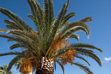 Palmowy wachlarz