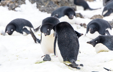 Adélie penguins