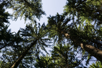 Obraz premium Tree tops. Slovakia