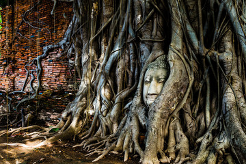 A budda's head traped in a tree's roots