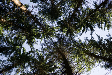 Tree tops. Slovakia