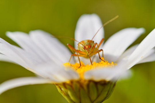 Little green bug sucks juice of flower of chamomile.