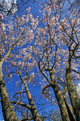Magnolia tree