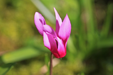 Fototapeta premium Cyclamen flower