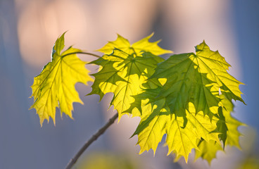 Maple leaves educated through setting sun with shallow depth of