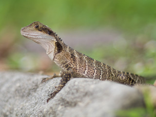 Waterdragon