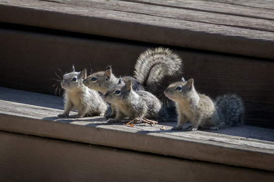 Four California Baby Ground Squirrels On Wooden Deck