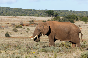 Fototapeta premium Happy African Elephant eating some grass