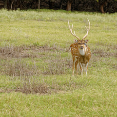 Axis Deer buck standing in grassland