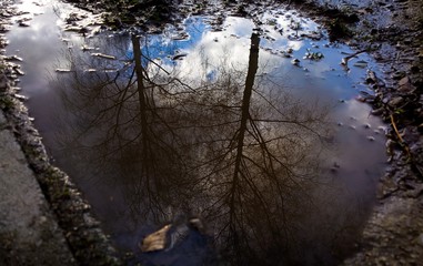 Reflection of trees in puddle. Slovakia