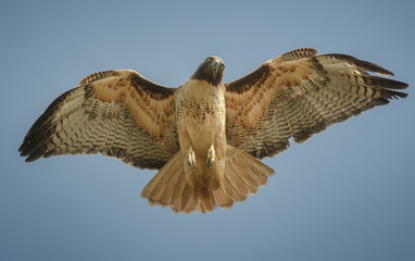 Hawk flying seen from below