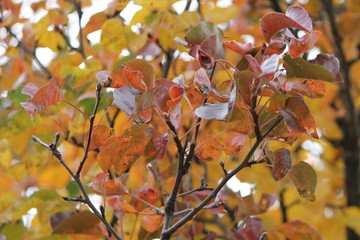 leaves
