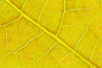 Leaf texture, leaf background for design with copy space for text and image.