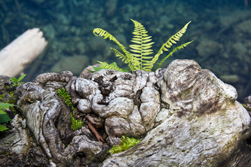 Fern is growing on ugly curly gain stump