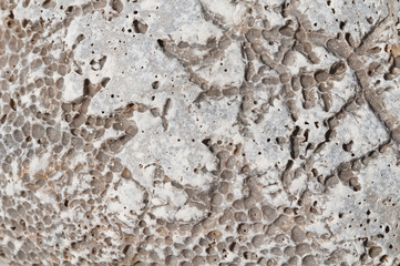 Natural background. Gray porous stone with freakish fossils.