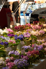 colorful violets bloom