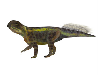 Psittacosaurus Dinosaur Side Profile - Psittacosaurus was a Ceratopsian herbivorous dinosaur that lived in Asia in the Cretaceous Period.