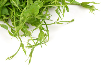 Gymnema inodorum Decne. Native vegetation of northern Thailand have medicinal properties.