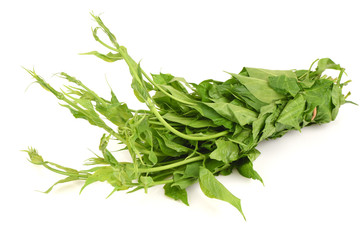 Gymnema inodorum Decne. Native vegetation of northern Thailand have medicinal properties.