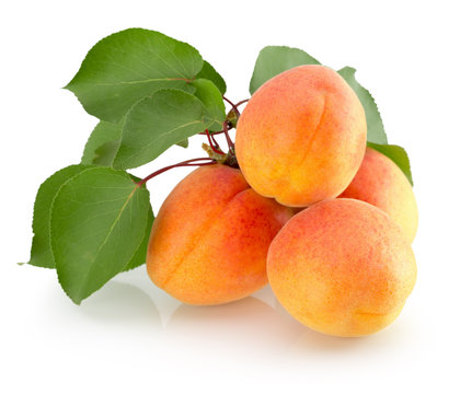 apricots isolated on the white background