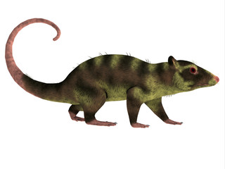 Purgatorius Primate Side Profile - Purgatorius is an example of the first primate that lived in Montana in the Cretaceous Period.
