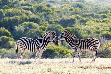 Burchell's Zebra showing some affection