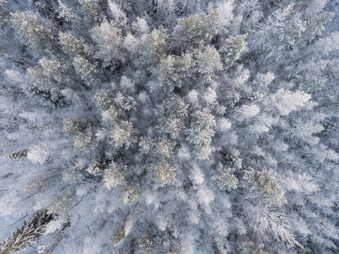 Snow covered treetops, Finland 