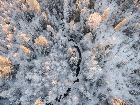 Snow covered forest at sunset, Finland