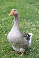 goose