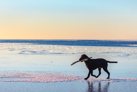 Dog carrying stick by icy sea, Finland 