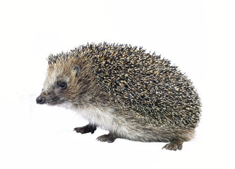 Forest wild hedgehog isolated