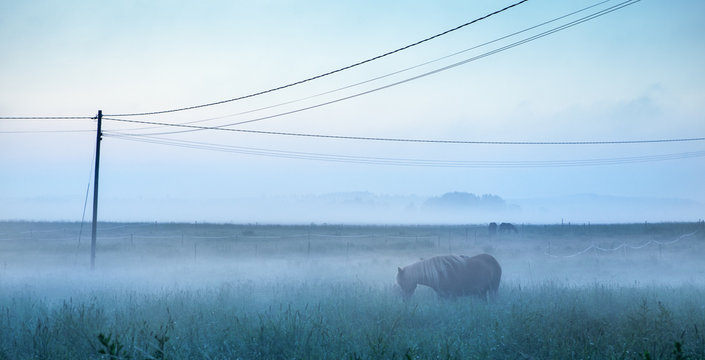 Horse in field, Finland 