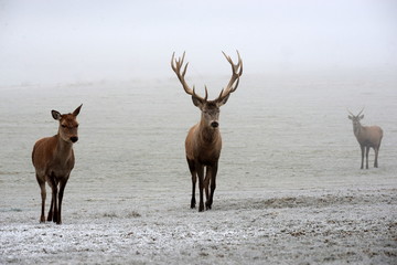 Hirschfamilie im Winter, prächtiger Rothirsch, Reh und Junghirsch im Nebel