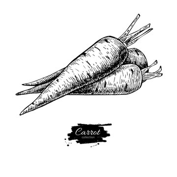 Carrot hand drawn vector illustration. Isolated Vegetable engrav