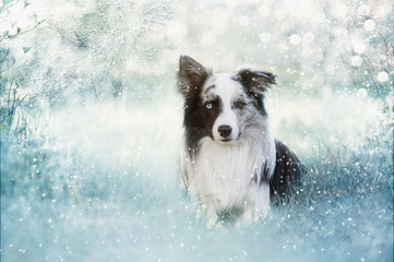 Border Collie