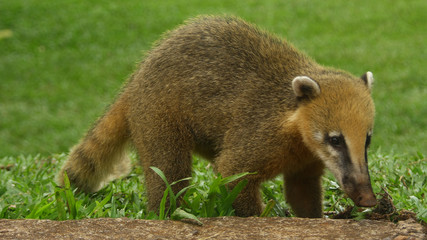 Coati in Iguazu Falls