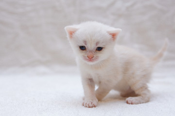 Portrait of Scottish stright and fold