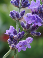 lavendel im sonnenschein